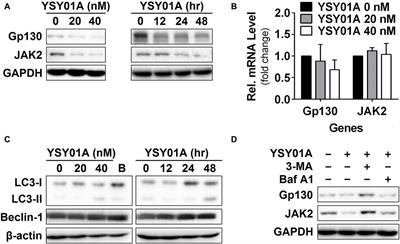 Corrigendum: Proteasome inhibitor YSY01A abrogates constitutive STAT3 signaling via down-regulation of Gp130 and JAK2 in human A549 lung cancer cells